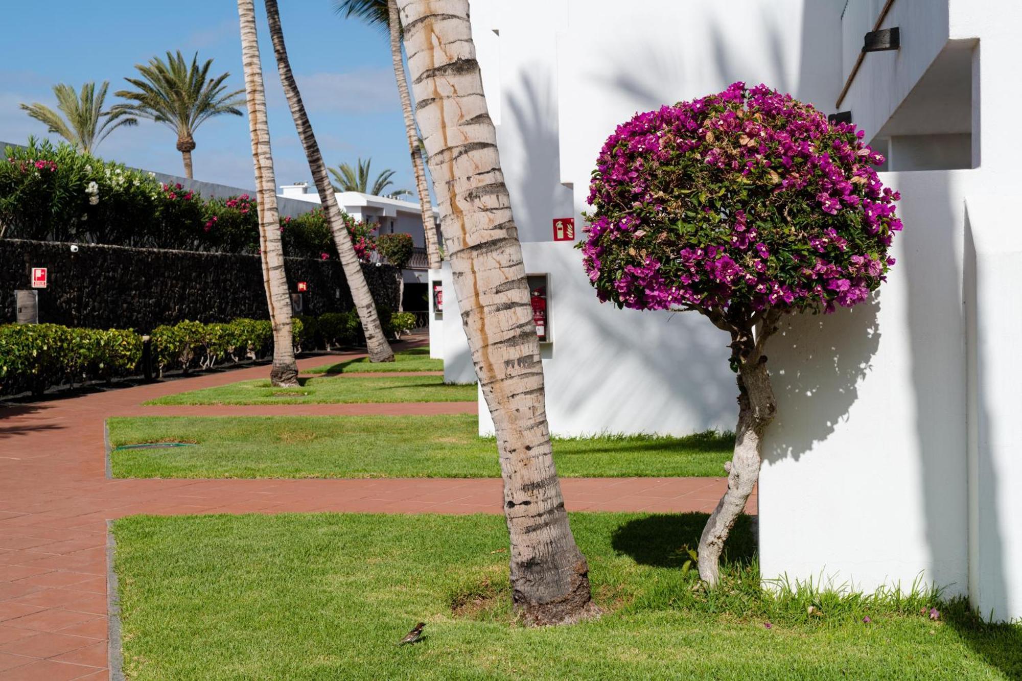 Plus Fariones Apartamentos Puerto del Carmen  Exterior foto